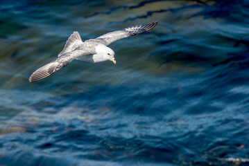 Light-morphed Northern Fulmar (Fulmarus glacialis) at St. George Island, Pribilof Islands, Alaska, USA