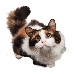 side view of cat looking up , isolated on transparent background cutout , generative ai