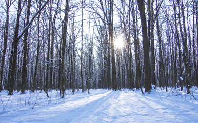 Winter snow covered trees background