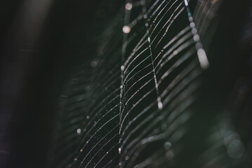 Close-up of wet spider web against black background