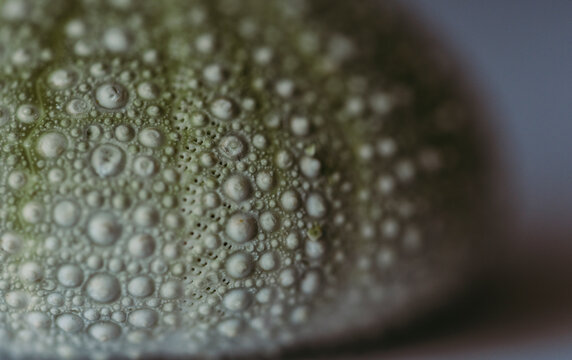 Extreme close-up of urchin shell on table