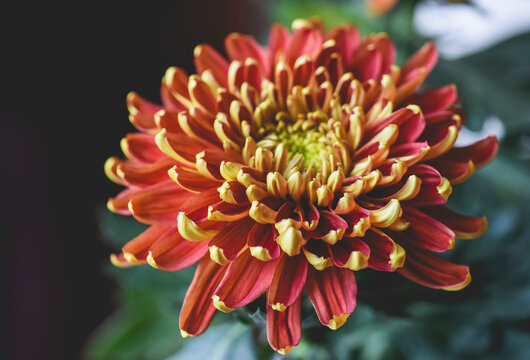 High angle view of orange chrysanthemum