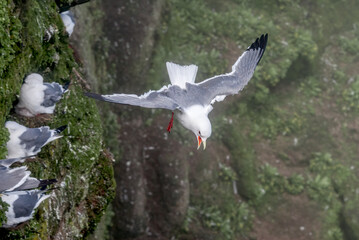 Red-legged Kittiwake (Rissa brevirostris) at colony in St. George Island, Pribilof Islands, Alaska, USA