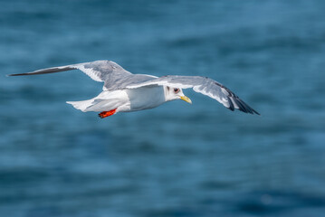 Red-legged Kittiwake (Rissa brevirostris) at colony in St. George Island, Pribilof Islands, Alaska, USA