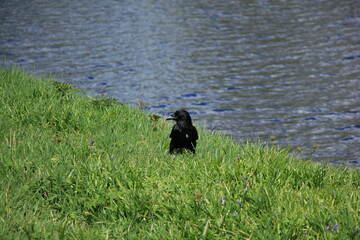 Raabe mit wei&szlig;er Feder im Gr&uuml;nen