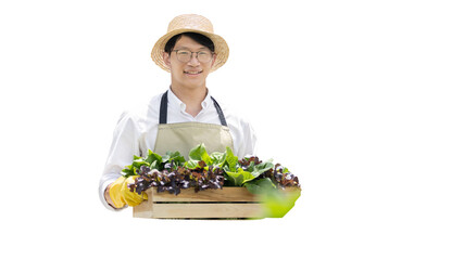 Owner of the hydroponics vegetable garden holds a basket of vegetables in the greenhouse. Beautiful organic green and purple lettuce in the farm, Healthy fruits and vegan food concept.