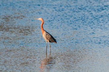 Reddish Egret (Egretta rufescens) in Bolsa Chica Ecological Reserve, California, USA