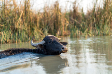 Obraz premium Mesopotamian Marshes in Iraq. Water buffalo (Bubalus bubalis) swimming across a waterway.