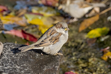 Male House Sparrow (Passer domesticus) in park