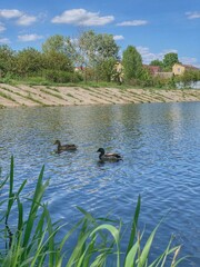 ducks on the river