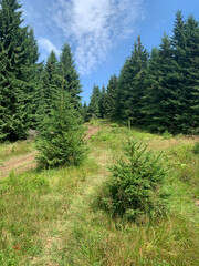 Fototapeta premium footpath in the mountains