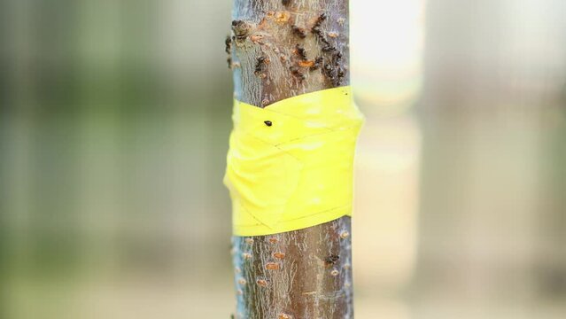 running ants along tree trunk ant trying overcome yellow trap sticky tape an ants way. greenfly aphid on yellow trap for black ants, wild insects try reach their food. attempt solve problem teamwork 