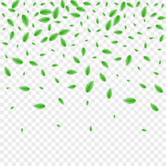 Greenish Foliage Background Transparent Vector. Leaf Forest Illustration. Vivid Card. Green Isolated Design. Leaves Modern.