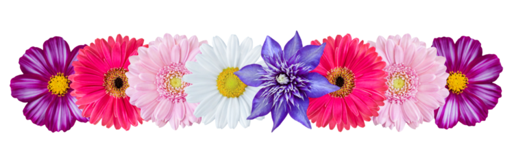Blumen und Hintergrund transparent PNG cut out