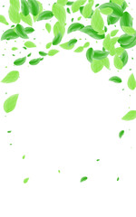 Greenish Greenery Background White Vector. Sheet Mint Card. Simple Design. Green Life Texture. Vegetation Healthy.