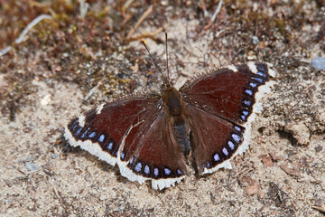Trauermantel (Nymphalis antiopa)	