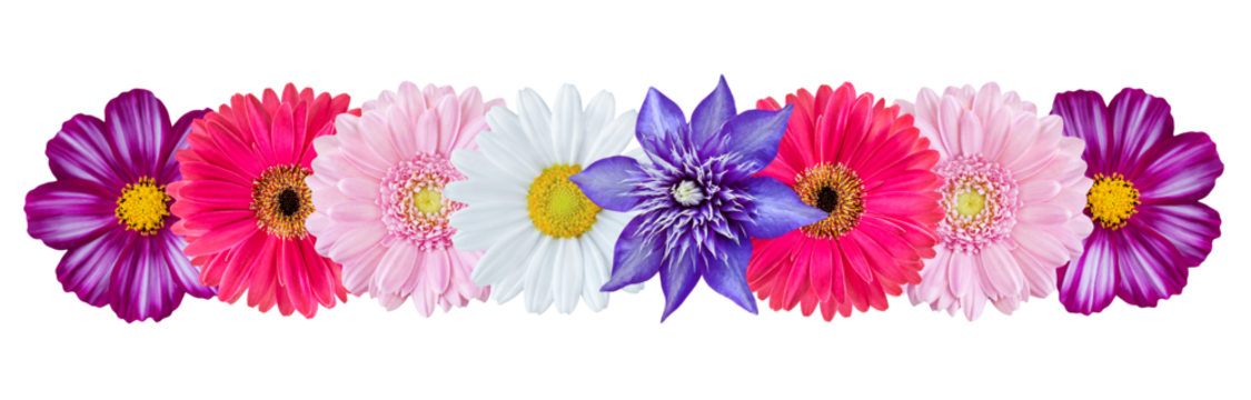 Blumen und Hintergrund transparent PNG cut out