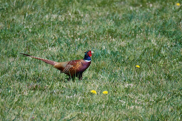 Fototapeta premium Jagdfasan im Frühjahr während der Balz 