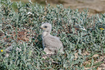 Rough-legged Buzzard (Buteo lagopu) chick at nest in Barents Sea coastal area