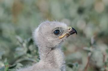 Rough-legged Buzzard (Buteo lagopu) chick at nest in Barents Sea coastal area