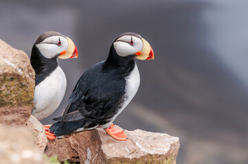 Naklejka premium Horned Puffins (Fratercula corniculata) at St. George Island, Pribilof Islands, Alaska, USA