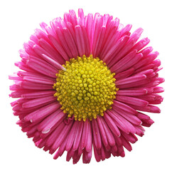 Pink spring flower close-up, top view isolated on transparent background