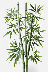 Isolated Bamboo Plant on White Background: A Symbol of Purity, Strength, and Flexibility