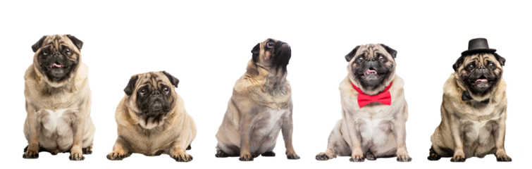 Cute pug dog set isolated on transparent white background