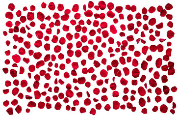 Red rose petals isolated on transparent white background