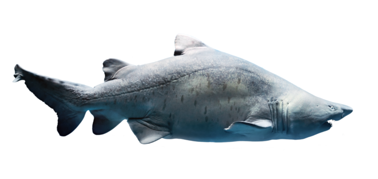 Big shark isolated on transparent white