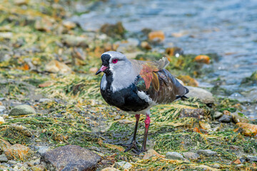 Southern Lapwing (Vanellus chilensis) in Ushuaia area, Land of Fire (Tierra del Fuego), Argentina