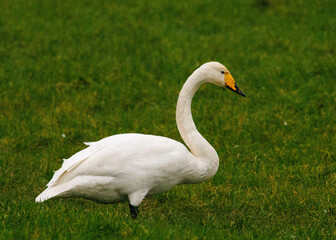 Singschwan (Cygnus cygnus)