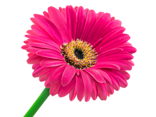 1 Gerbera und Hintergrund transparent PNG cut out