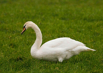 Naklejka premium Höckerschwan (Cygnus olor)
