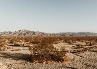 landscape in the desert