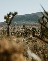 joshua tree national park