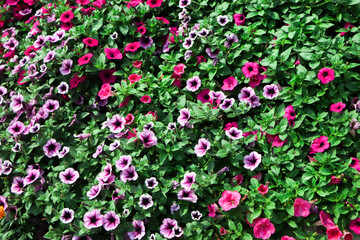 large purple petunias background in garden