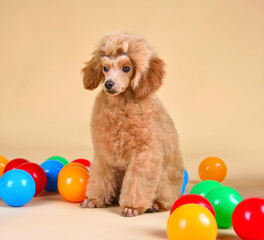 Playing cute poodle puppy