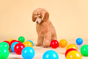 Cute toy poodle puppy