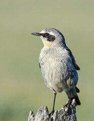 Northern Wheatear (Oenanthe oenanthe) male in Barents Sea coastal area