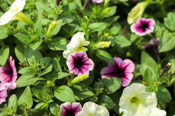 purple petunia flowers in the garden in Spring time. Shallow depth of field