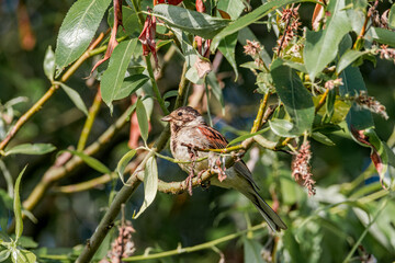 Common Reed Bunting (Emberiza schoeniclus) in meadow