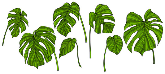 Tropical leaves set isolated on white. Hand drawn color illustration.