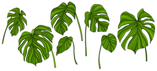 Fotobehang Tropische bladeren Tropical leaves set isolated on white. Hand drawn color illustration.