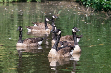 Canada Geese (Branta canadensis) in park, Keil, Schleswig-Holstein, Germany