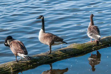 Canada Geese (Branta canadensis) in park, Keil, Schleswig-Holstein, Germany