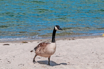 Molting Canada Goose (Branta canadensis) on the shore of the Baltic Sea, Laboe, Schleswig-Holstein, Germany