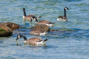 Obraz premium Molting Canada Geese (Branta canadensis) on the shore of the Baltic Sea, Laboe, Schleswig-Holstein, Germany