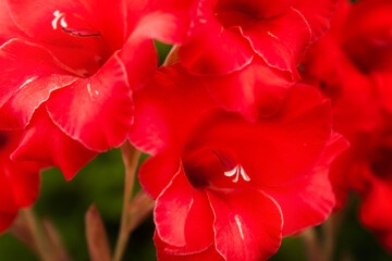 Beautiful gladiolus flower, close-up, red color. Great depth of field, selective focus, open aperture. Flower concept. Happy gardening.