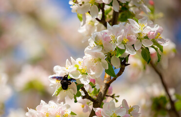 Blue bumblebee on a blossoming sakura tree. Beautiful spring landscape of wild nature.